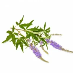 Agnus Castus (Gattilier) 1kg - Elevage·Lactation De La Jument|Bien-Être Du Cheval·Plantes Pour Chevaux