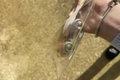 Hot Airbag Femme Le Cavalier En Concours|L'Homme En Concours