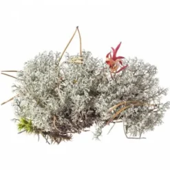 Outlet All in Guts Appareil Digestif·Facilite Le Transit|Bien-Être Du Cheval·Plantes Pour Chevaux