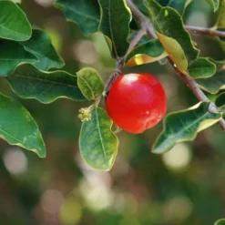 Outlet All in Guts Appareil Digestif·Facilite Le Transit|Bien-Être Du Cheval·Plantes Pour Chevaux