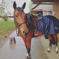 Discount Ammortisseur Amortisseurs De Dos