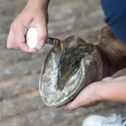 New Bactifongic Huile Bio Essentiel Fourchette Force 2 Produits De Soin Sabots