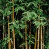 Best Bambou - Bien-Être Du Cheval·Plantes Pour Chevaux