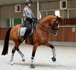 Bandes de polo Sportive Blue Ash - Bandages