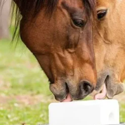 Best Bloc Sel'pur 5kg - Bloc À Lécher / Pierre À Sel