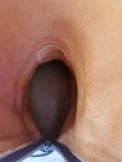 Online Bottes d'équitation Hathor Femme Bottes Et Boots·Bottes D'équitation|Tenue D'Équitation Femme·Bottes Et Boots