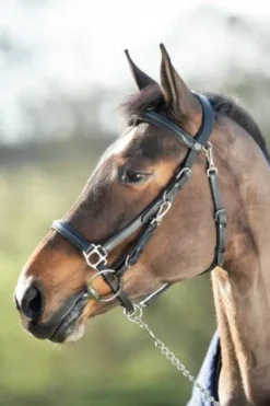 New Bridon - Licol Combo Bridons Et Brides·Bridon Licol|Bridons Et Brides·Bridon Cuir