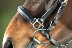 New Bridon - Licol Combo Bridons Et Brides·Bridon Licol|Bridons Et Brides·Bridon Cuir