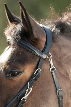 New Bridon - Licol Combo Bridons Et Brides·Bridon Licol|Bridons Et Brides·Bridon Cuir