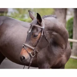 Bridon Crystal muserolle combinée - Collection week - Bridons Et Brides·Bridon Cuir