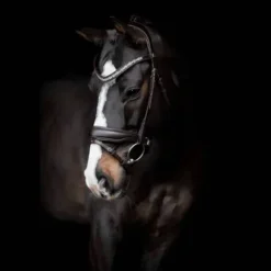 Sale Bridon Danciero - Bridons Et Brides·Bridon Cuir