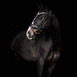 Sale Bridon Danciero - Bridons Et Brides·Bridon Cuir