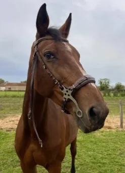 Online Bridon Hackamore Bridons Et Brides·Filet Sans Mors|Bridons Et Brides·Bridon Cuir