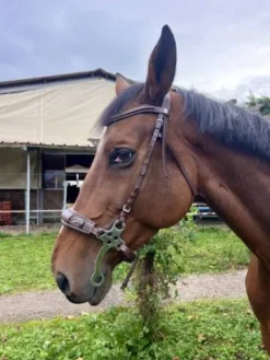 Online Bridon Hackamore Bridons Et Brides·Filet Sans Mors|Bridons Et Brides·Bridon Cuir