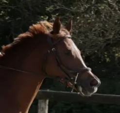 Bridon ikonic avec rênes Bridons Et Brides·Bridon Cuir