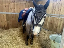 Discount Bridon in horse we trust frontal disco vague parfait Bridons Et Brides·Bridon Anatomique|Bridons Et Brides·Bridon Synthétique