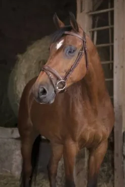 New Bridon pro fin - Bridons Et Brides·Bridon Cuir