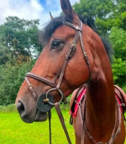 Bridon équipe Bridons Et Brides·Bridon Cuir