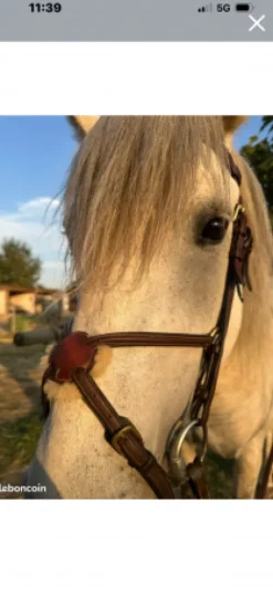 New Bridon équipe emporio Bridons Et Brides·Bridon Cuir