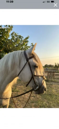 New Bridon équipe emporio Bridons Et Brides·Bridon Cuir