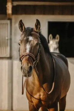 Discount Bridon Work - Bridons Et Brides·Bridon Cuir