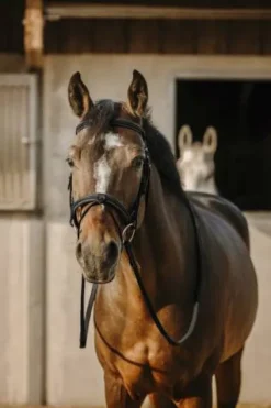 Discount Bridon Work - Bridons Et Brides·Bridon Cuir