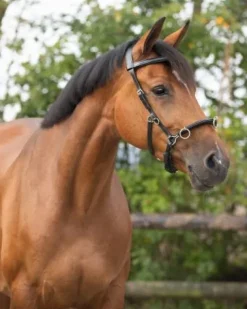 Hot Caveçon en cuir Caveçons