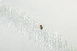 Best Chemise anti-mouches Hoody - protection uv et respirabilité Chemises Anti-Mouches|Chemises Cheval