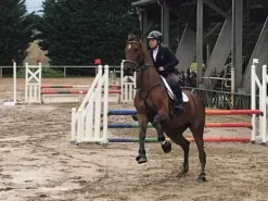 Best Collier de chasse Antares Enrênements·Collier De Chasse