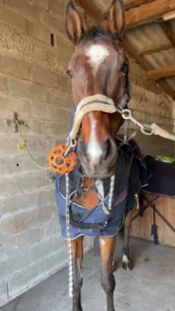 Sale Couverture activomed Couvertures Cheval