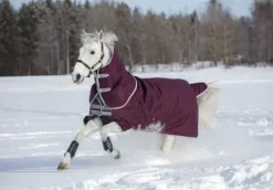 Clearance Couverture Amigo Hero ripstop plus 200g - - Imperméable Couvertures Cheval