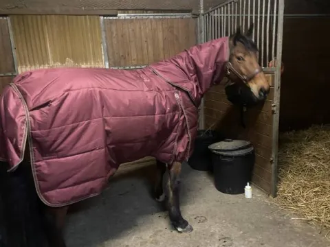 Discount Couverture écurie 350g avec couvre cou Couvertures Cheval