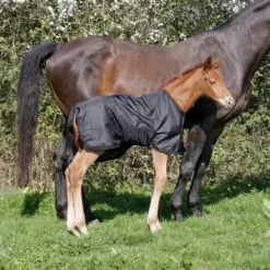 Couverture extérieur poulain 1680D Couvertures Cheval