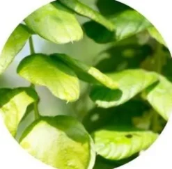 Online Desmodium EFGM - Drainage Du Cheval·Drainage Du Foie|Bien-Être Du Cheval·Plantes Pour Chevaux