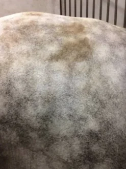 Outlet Easy Shine Mouss - Laboratoire Shampoings Pour Chevaux