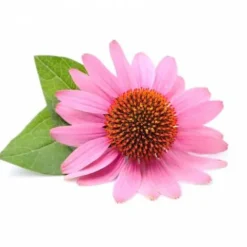 Hot Echinacée Racine 1kg - Bien-Être Du Cheval·Plantes Pour Chevaux|Comportements·Système Immunitaire