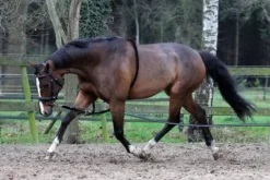 Online Enrênement de longe coton - Enrênement Pour Longer