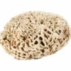 Outlet Eponge naturelle de pansage zones sensibles Éponges De Pansage