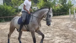 Hot Filet Bridons Et Brides·Bridon Cuir