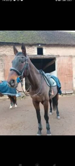 Best Filet anatomique + rênes Bridons Et Brides·Bridon Synthétique|Bridons Et Brides·Bridon Anatomique