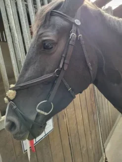 Best Filet jump'in Bridons Et Brides·Bridon Cuir