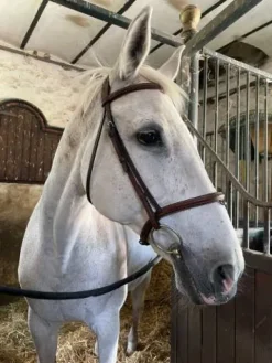 Filet neuf Bridons Et Brides·Bridon Cuir