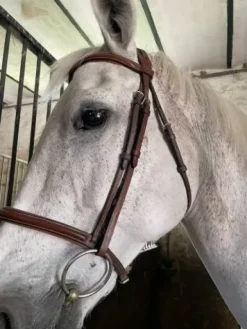 Filet neuf Bridons Et Brides·Bridon Cuir