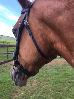 Best filet noir taille cheval Bridons Et Brides·Bridon Cuir