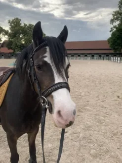 Filet Penelope Bridons Et Brides·Bridon Cuir