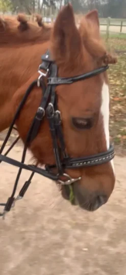 Filet Penelope Bridons Et Brides·Bridon Cuir