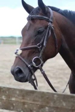 Clearance Filet équipe havane Bridons Et Brides·Bridon Cuir