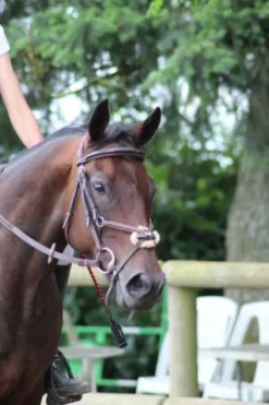 Clearance Filet équipe havane Bridons Et Brides·Bridon Cuir