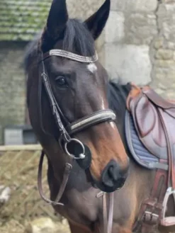 Clearance Filet strass Bridons Et Brides·Bridon Cuir