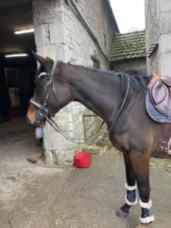 Clearance Filet strass Bridons Et Brides·Bridon Cuir